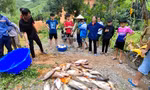Cá trong 4 ao chết hàng loạt nghi bị đầu độc, người dân báo công an điều tra
