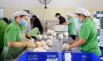 Khai thông thị trường Trung Quốc, xuất khẩu dừa có cơ hội vượt tỷ USD