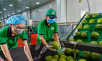 Xuất khẩu nông, lâm, thủy sản giảm sốc