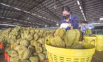 Rốt ráo kiểm tra, xác minh sầu riêng nhiễm Cadimi