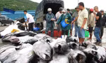 Doanh nghiệp tố cảng cá 'vẽ' quy định như... đánh đố 