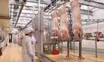 Giá lợn giảm sâu đẩy nhiều đại gia chăn nuôi vào thua lỗ