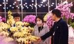 Lan hồ điệp tràn ngập Hà Nội 