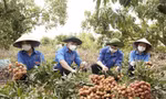 Đoàn viên huyện Lục Nạn bẻ vải giúp dân