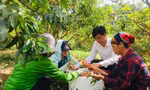 Về nơi vải thiều 12.000 đồng/quả