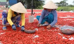 Ớt trồng ở miền Tây chủ yếu xuất sang Trung Quốc, nhưng hiện thị trường này ngừng "ăn hàng" khiến sản phẩm của nông dân bí đầu ra. Ảnh: A.X