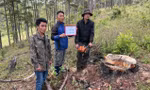 Tạm giữ hình sự 3 người cưa trộm gỗ trong rừng phòng hộ