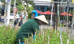 Nông dân Đà Nẵng tất bật vụ hoa Tết