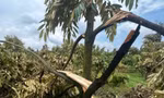 Hàng trăm gốc 'cây tỷ đô' gãy đổ do mưa đá, lốc xoáy