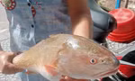 Ngư dân Đà Nẵng bắt được cá nghi sủ vàng siêu quý hiếm, nặng hơn 3,5kg