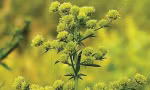 Cây ngải cứu ngọt - sweet wormwood