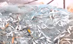 Người dân đón lộc biển ngày đầu năm 