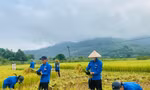 Công an, thanh niên đội nắng xuống đồng giúp người dân gặt lúa