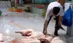Cà Mau tiêu huỷ thịt lợn không rõ nguồn gốc