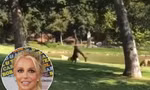 Britney Spears nhào lộn quanh hồ 'ăn mừng' chiến thắng đầu tiên trên tòa