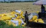 Khổ như nông dân bị cò 'ép giá' lúa 