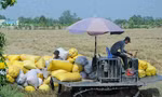 Diễn biến bất ngờ liên quan giá gạo Việt cao kỷ lục