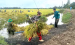 Kiên Giang: Giông lốc làm sập, tốc mái 38 căn nhà, thiệt hại gần 1.450ha lúa