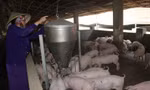 Người nuôi heo ở Đồng Nai thoát lỗ khi giá heo hơi liên tục tăng, dự báo còn tăng nữa?