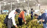 Phát hiện nhiều vi phạm của doanh nghiệp sầu riêng 