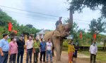 Khăm Phanh tạm biệt gia chủ trước khi lên đường về Trung tâm bảo tồn voi Đắk Lắk