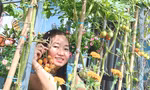 Vườn rau trái trĩu quả trên mái nhà của bà chủ 8x 