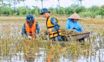 Chiến sỹ Trung đoàn tên lửa ngâm mình gặt lúa giúp dân vùng rốn lũ Chương Mỹ