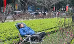 29 Tết: Tiểu thương ngủ gật, đào quất ế chỏng chơ 