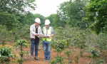 Dự án điện gió hơn 2.000 tỷ đồng ở Quảng Trị vướng giải phóng mặt bằng, huyện sẽ cưỡng chế thu hồi đất