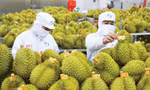 Sầu riêng Việt Nam sắp có ‘hộ chiếu chất lượng’ quốc tế