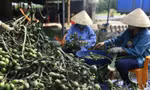 Việt Nam nhập khẩu rất nhiều cau Trung Quốc làm gì?
