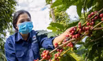 Giá cà phê, hồ tiêu tăng vọt sau chuỗi ngày 'rơi thẳng đứng' 
