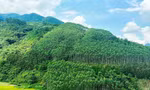 'Ông trùm' Amazon muốn mua tín chỉ carbon rừng Việt Nam 