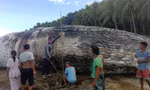 Xác cá nhà táng khổng lồ trôi dạt vào bờ biển Philippines khiến các chuyên gia lo ngại