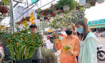 Cây kiểng mini hút khách