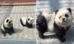 Lạ lẫm hình ảnh 'chó gấu trúc' 