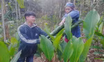 Hàng trăm hộ dân có Tết nhờ loại cây bán lá