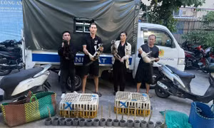 Giải cứu hơn 500 con mèo khỏi đường dây 'miêu tặc'