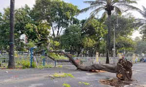 Cây phượng bật gốc ở trung tâm TPHCM khiến nhiều người hốt hoảng