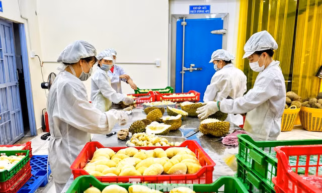 Đắk Lắk bị các 'điểm nghẽn chí mạng' về logistics kìm hãm 