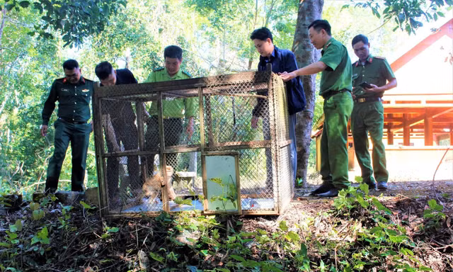Giải cứu khỉ đuôi lợn mắc lưới cước ở Đắk Lắk