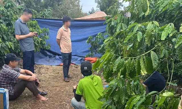 Vợ tử vong trong rẫy cà phê, chồng mất liên lạc sau khi nói 'có việc chưa về'