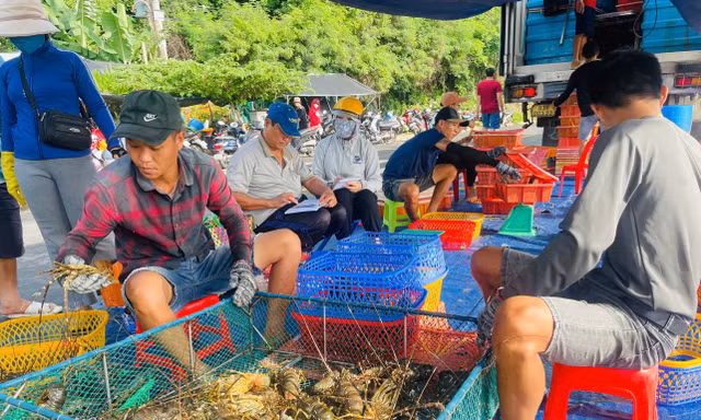 Thủ phủ tôm hùm lớn nhất miền Trung 'chạy bão' 