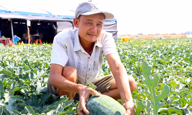 Nhiều nông dân căng lều, mắc võng đón Tết trên ruộng dưa