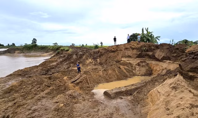 Đào tan hoang bờ sông ở Gia Lai để khai thác thân gỗ khủng
