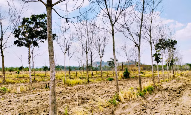 Gia Lai làm rõ việc 22.000ha cao su bị chết