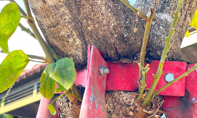 Xót xa hàng cây hoa ban bị cùm sắt 'bóp cổ' chết dần