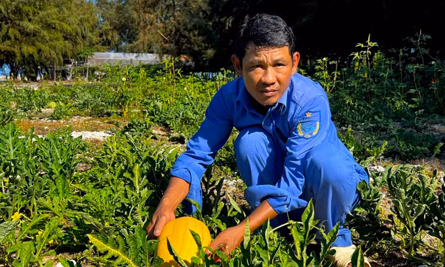 Dưa hấu vàng đơm hoa, kết quả trên đảo Đá Tây A 