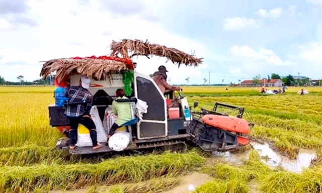 Xuất hiện tình trạng 'bảo kê' máy gặt lúa ở Gia Lai
