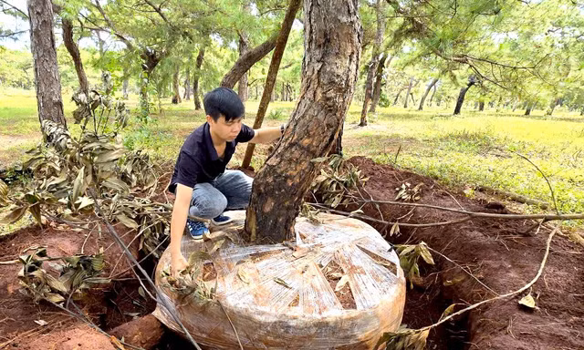 Tỉnh Gia Lai yêu cầu cần có giải pháp bảo vệ rừng thông bonsai thường xuyên bị mất trộm